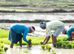 Um junho muito seco e uma mon&ccedil;&atilde;o abaixo da m&eacute;dia amea&ccedil;am a produ&ccedil;&atilde;o agr&iacute;cola da &Iacute;ndia este ano