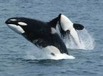 As orcas est&atilde;o retornando &agrave; costa brit&acirc;nica em n&uacute;meros raramente vistos antes