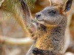 Tr&ecirc;s wallabies parecidos com cangurus resgatados em ataque a planta&ccedil;&otilde;es de cannabis longe de seus ant&iacute;podas naturais