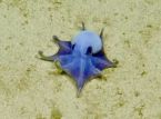 Cientistas descobrem um pequeno polvo azul nas profundezas das Gal&aacute;pagos