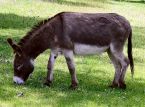 A terapia do burro ajuda pacientes psiqui&aacute;tricos a encontrar nova confian&ccedil;a