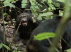 Chimpanz&eacute;s selvagens observaram travar uma "guerra civil" (considerada exclusivamente humana) em estudos sem precedentes