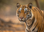 Quatro filhotes de tigre de Bengala nascidos inesperadamente em meio &agrave; crise energ&eacute;tica de Cuba