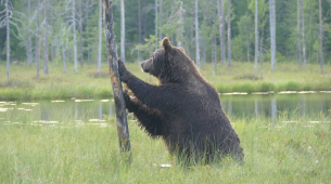 O chefe ambiental da UE diz que a reintrodução das fronteiras pode ajudar a desencorajar invasões: 