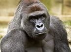 Casa Branca chama Harambe de "Verdadeiro Patriota"
