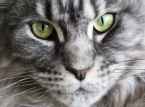 Gato salva fam&iacute;lia de intoxica&ccedil;&atilde;o por mon&oacute;xido de carbono