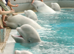 As baleias beluga em Marineland foram salvas no &uacute;ltimo minuto