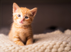 Mais espec&iacute;fico do que as regras da UE: a Espanha pro&iacute;be deixar c&atilde;es sozinhos em casa por mais de 24 horas ou gatos por mais de tr&ecirc;s dias