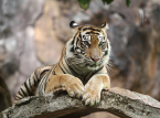Tigre fugitivo, que se acredita pertencer &agrave; 'Rainha do Tigre' alem&atilde;, baleado pela pol&iacute;cia ap&oacute;s atacar homem de 72 anos