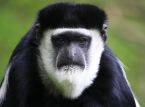 Uma nova esp&eacute;cie de macaco foi descoberta, escondida entre as copas das &aacute;rvores das florestas da RD Congo