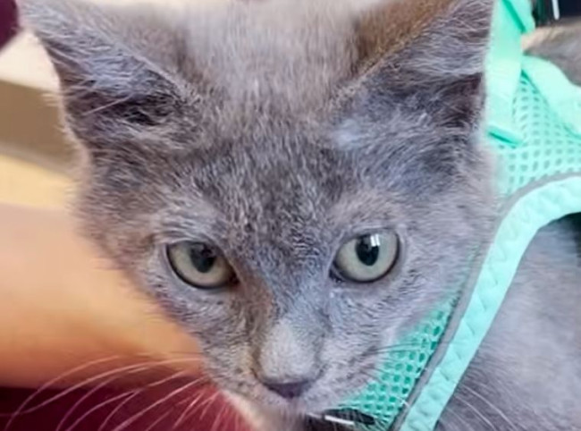 Esse gato minúsculo aprendeu a andar com a ajuda de Lego