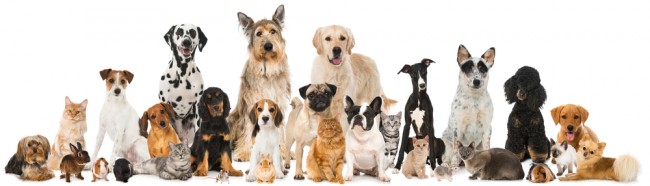 Novos requisitos de chip agora em vigor enquanto a UE endurece as regras de identificação de viagens de animais de estimação